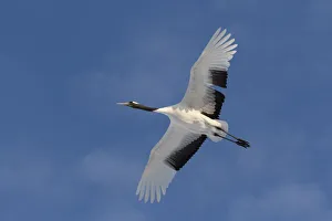 Rare red-crowned crane of Northern Island of Hokkaido, Japan