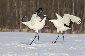 Images Dated 20th February 2016: Rare red-crowned crane of Northern Island of Hokkaido, Japan