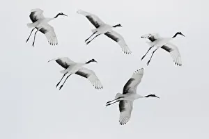 Rare red-crowned crane of Northern Island of Hokkaido, Japan