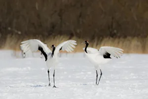 Images Dated 21st February 2016: Rare red-crowned crane of Northern Island of Hokkaido, Japan
