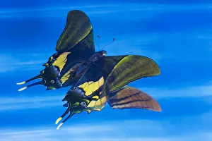 Rare swallowtail butterfly, Teinopalpus imperialis, reflection in blue