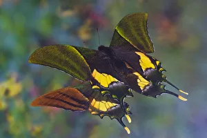 Rare swallowtail butterfly, Teinopalpus imperialis, reflection