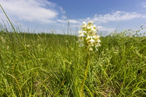 Great Plains Prints: The Rare Western Prairie Fringed Orchid in the Sheyenne National Grasslands, North Dakota