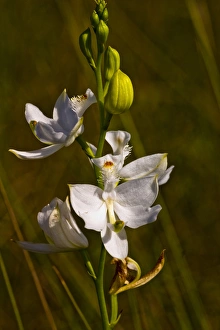 Images Dated 23rd May 2004: A very rare white form of the Common Grass-Pink, Calogpogon tuberosus albiflorus
