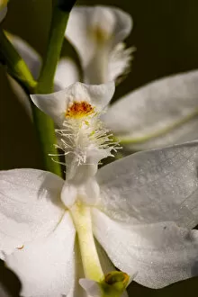 A very rare white form of the Common Grass-Pink, Calogpogon tuberosus albiflorus