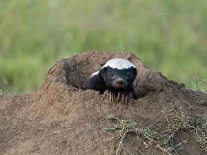 Images Dated 27th June 2024: Ratel, aka honey badger, in burrow, Serengeti National Park, Tanzania, Africa