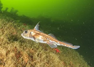 Se Alaska Prints: Ratfish (Hydrolagus colliei), Foggy Bay, South East Alaska, Inside Passage