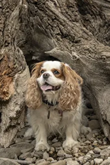 Prints of Rattlesnake Lake Recreation Area, North Bend, Washington State, USA. Cavalier King Charles Spaniel standing inside of a large, hollow tree stump. (PR) Images Dated 2018 December: Rattlesnake Lake Recreation Area, North Bend, Washington State, USA