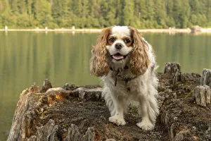 Prints of Rattlesnake Lake Recreation Area, North Bend, USA. Cavalier King Charles Spaniel standing on top of a large tree stump Images Dated 2018 December: Rattlesnake Lake Recreation Area, North Bend, USA