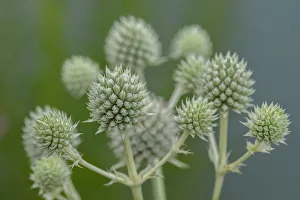 Botanical Prints: Rattlesnake master, button snake-root