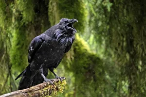 Raven, Anan Creek, Wrangell, Alaska