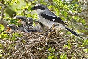 Hungry Prints: Raymondville, Willacy Co. Texas, USA, Loggerhead Shrike (Lanius ludovicianus) adult