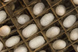 Houses Prints: Razing silkworms in the attic of a Gassho-zukuri house, Ainokura Village, Gokayama