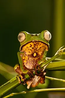 Razor Backed Monkey Frog Phyllomedusa hypocondryialis azurea Native to Paraguay
