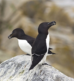 Razorbills