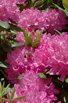 Images Dated 7th June 2005: Reading, MA, USA, pink Rhododendron in full bloom
