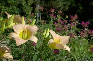 Images Dated 20th July 2005: Reading, MA, USA, summer perennial garden with Daylilies and Bee Balm
