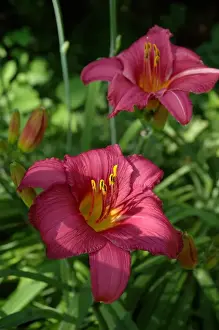 Reading Prints: Reading, MA, USA, summer perennial garden with deep-rose colored Daylilies