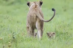 Images Dated 10th February 2014: Rear view of lioness facing away, newborn cubs hiding in gras but peering out looking