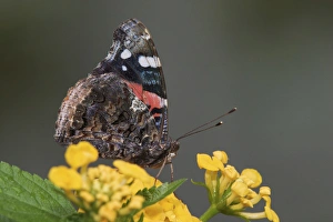 Images Dated 25th July 2004: Red Admiral, Vanessa atalanta