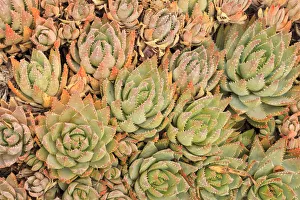 Aloe Prints: Red Aloe Succulent Plants, Old Town, San Diego, CA