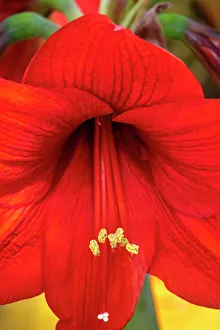 Stigma Prints: Red amaryllis