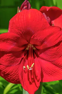 Stigma Prints: Red amaryllis