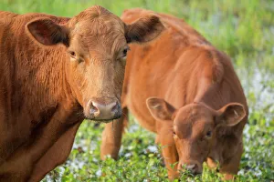 Red angus cow and calf drinking water from pond, Florida