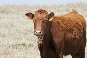 Images Dated 18th April 2008: Red Angus cow with grass in mouth