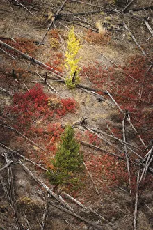 Red autumn Huckleberry vegetation and fallen trees, Yellowstone National Park, Wyoming