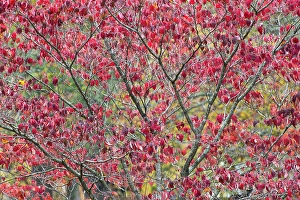 Images Dated 19th January 2024: Red autumn leaves, Kentucky