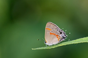 Images Dated 10th June 2024: Red-banded hairstreak, Stephen A. Forbes State Park, Marion County, Illinois