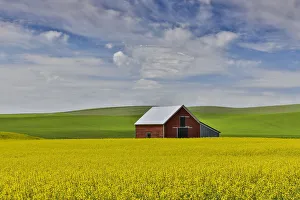 Moscow Prints: Red barn in canola field with dramatic sky just north of Moscow, Idaho