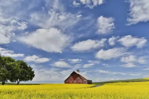 Genesee Prints: Red barn in canola field near Genesee, Idaho