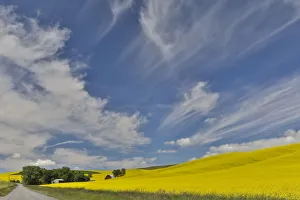Gravel Prints: Red barn and gravel dirt road through canola field, Eastern Washington