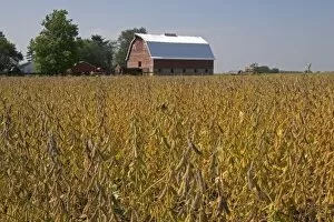 Red barn and soy bean crop in Ladd, Illinois