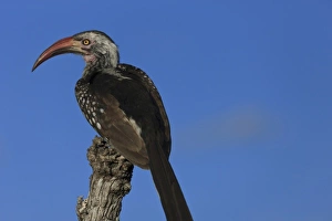 Chitabe Camp Prints: Red beaked Hornbill resting on a branch
