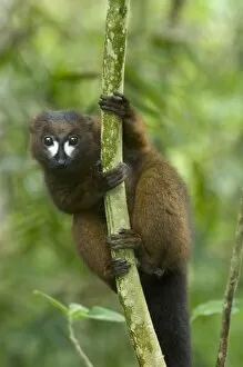 Images Dated 12th June 2007: Red-bellied Lemur (Eulemur rubriventer) Male, Mantadia National Park, MADAGASCAR