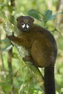 Red-bellied Lemur, (Eulemur rubriventer), Male, WILD, Mantadia National Park Madagascar