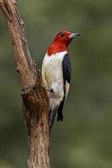 Images Dated 30th July 2020: Red-bellied woodpecker