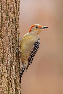 Forager Prints: Red-bellied woodpecker female on the side of a tree, Marion County, Illinois