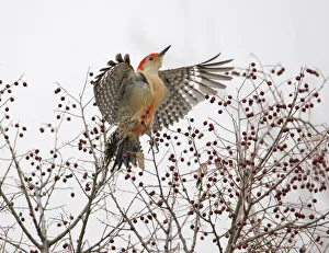 Images Dated 9th March 2021: Red-bellied woodpecker leaving hackberry bush