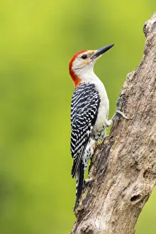 Nature Prints: Red-bellied woodpecker male on dead tree, Marion County, Illinois