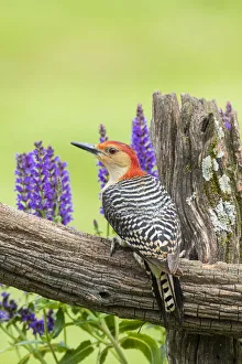 Red-bellied woodpecker male on fence near garden Marion County, Illinois Red-bellied woodpecker male on fence near garden Marion County, Illinois