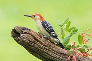 Red-bellied woodpecker male on fence near garden Marion County, Illinois