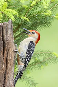 Red-bellied woodpecker male on fence near spruce tree Marion County, Illinois Red-bellied woodpecker male on fence near spruce tree Marion County, Illinois