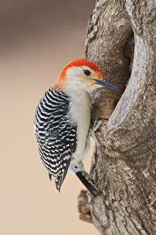 Hollow Prints: Red-bellied Woodpecker (Melanerpes carolinus) foraging
