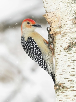 Prints of Red-bellied woodpecker, Pennsylvania, USA Images Dated 2024 December: Red-bellied woodpecker, Pennsylvania, USA