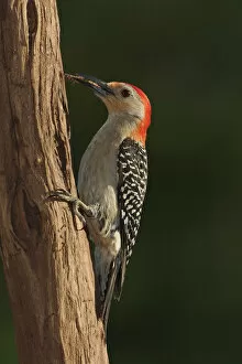 Red-bellied Woodpecker with prey, Melanerpes carolinus Red-bellied Woodpecker with prey