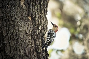 Bokeh Prints: Red Bellied Woodpecker on tree